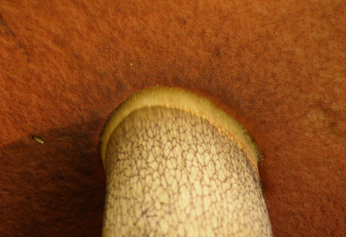 Un quiz ...facile....Boletus